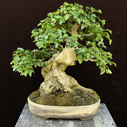 bonsai tree