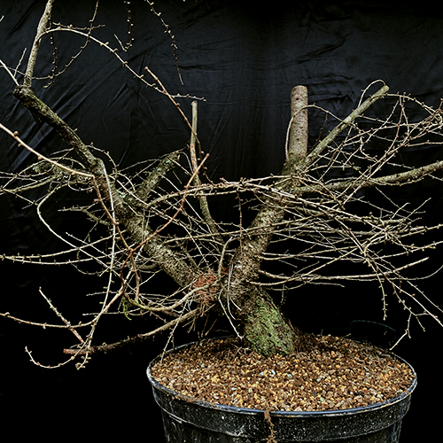 yamadori tree